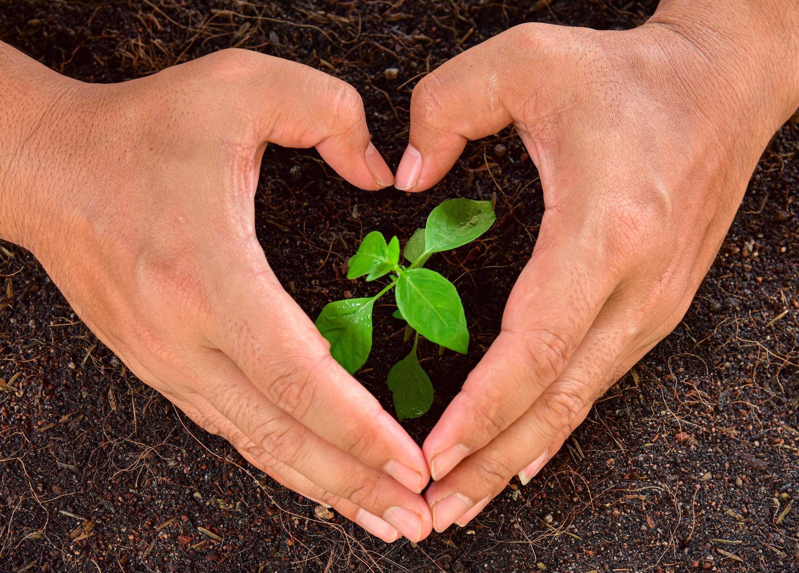 Mãos plantando